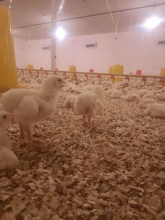 Бройлеры  Росс308