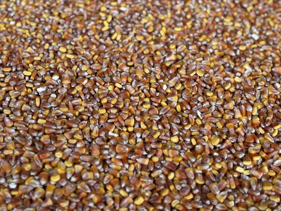 Porumb boabe recolta 2024