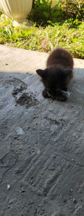 Отдам в добрые руки. Девочка
