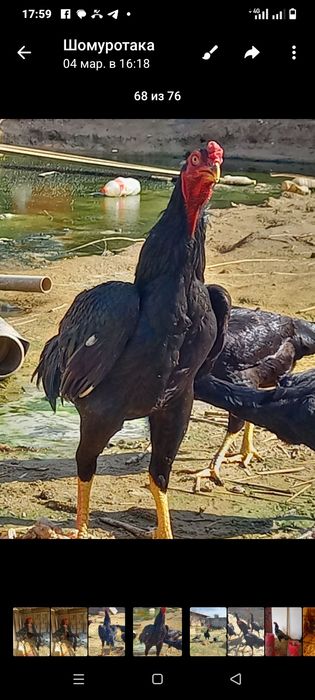 Дакан урде Жужа.