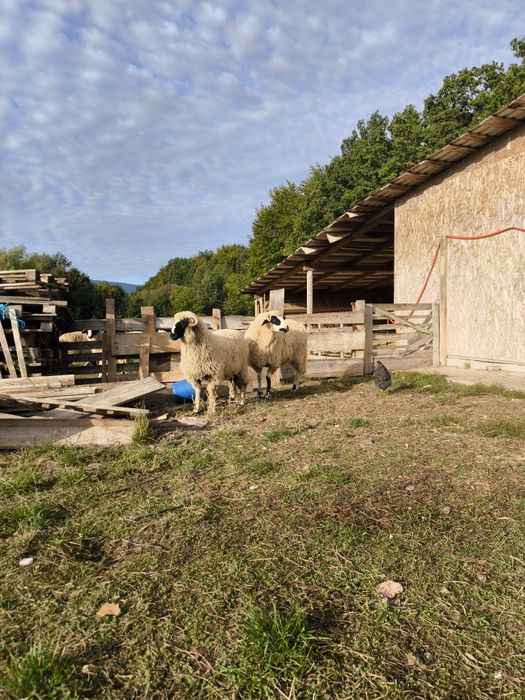 Multe detalii la numărul de telefon