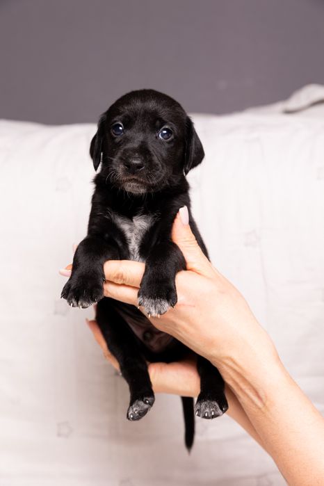 Отдадим щенков в добрые и любящие руки!