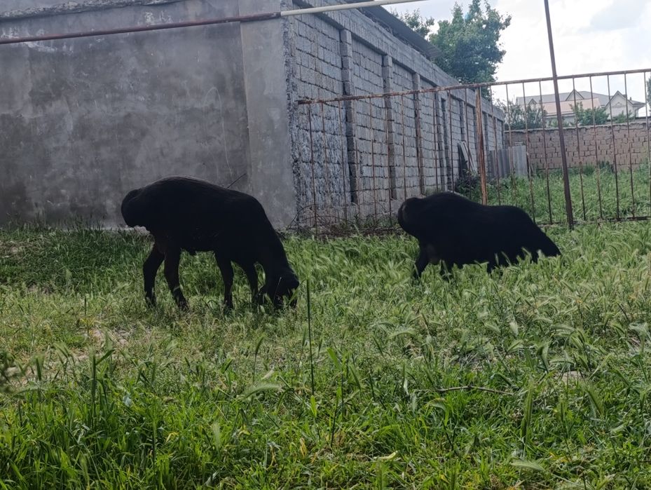 Tovuqlar товуклар sotiladi soni 3ta