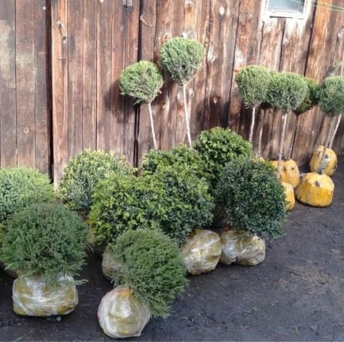 Самшит вечнозеленый декоративный кустарник
