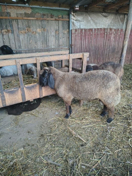 Berbecuț de prăsilă de vânzare!