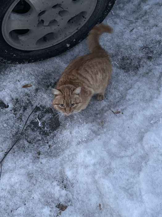 Найден кот, верну хозяину