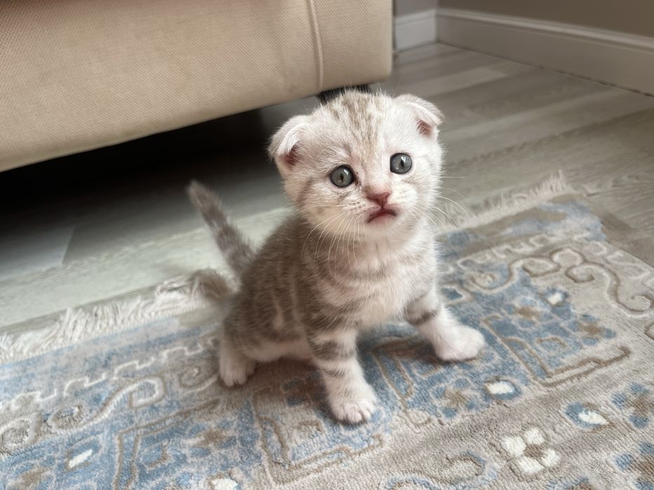 Шотландские котята