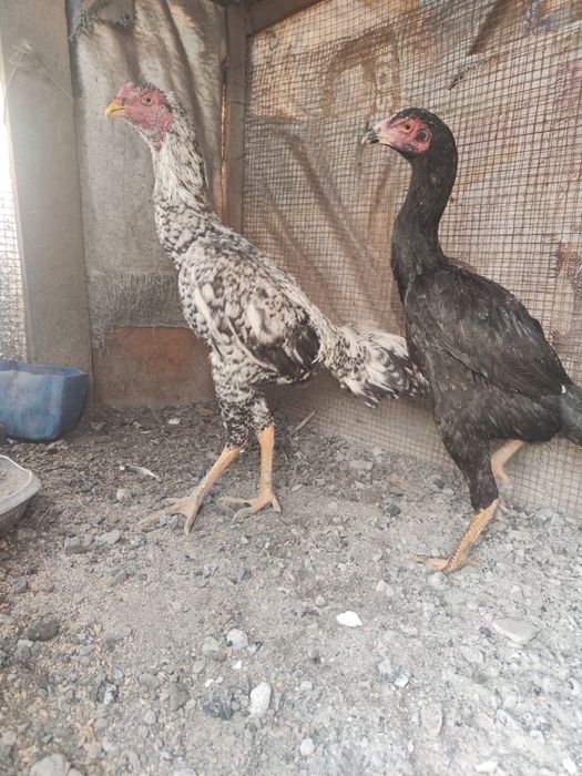 Куры бойцы дакан