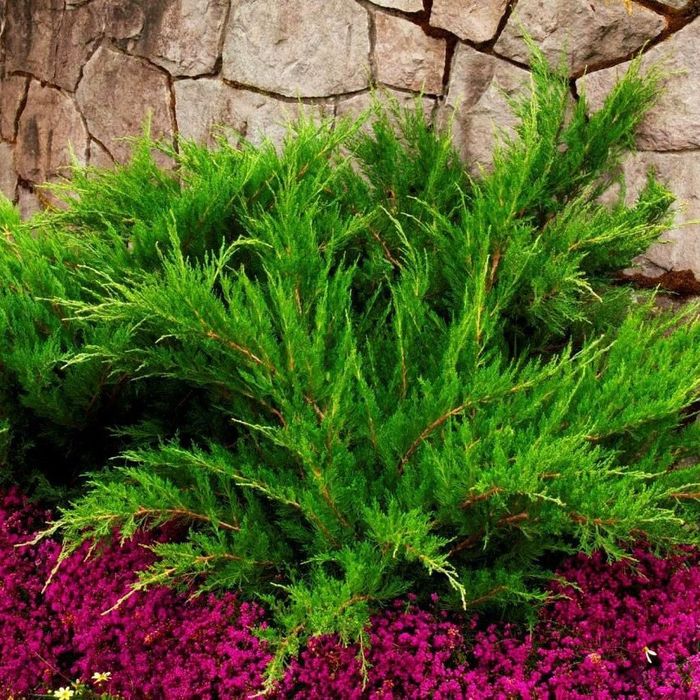 Продам саженцы туи