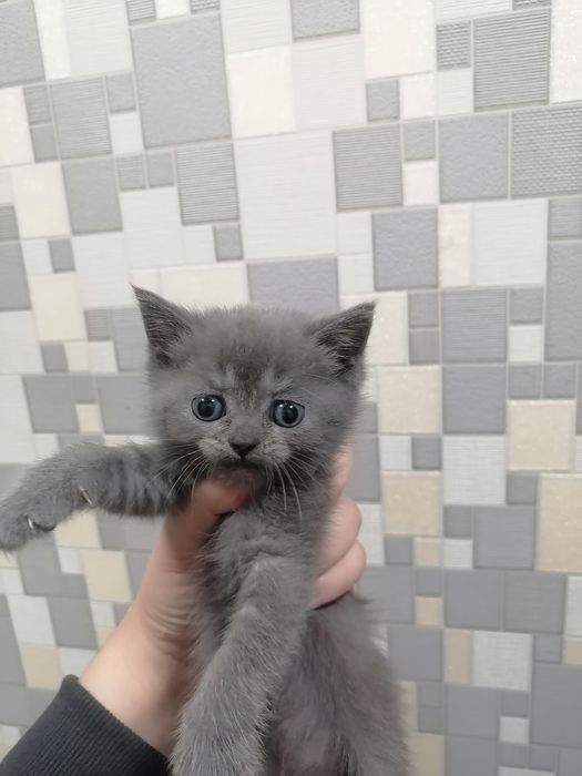 biritan va fold 40 kunlik jinsi qiz onasi skotish fold latog bladi