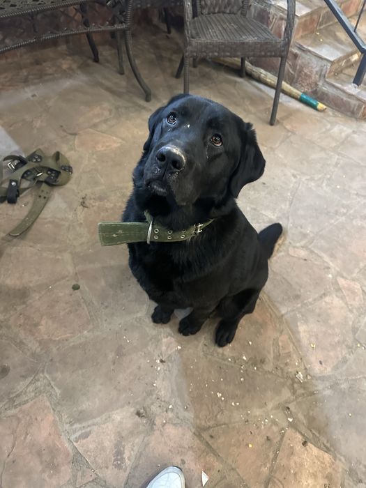 Ламбрадор сатамын