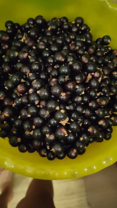 Продам смородину вкусную