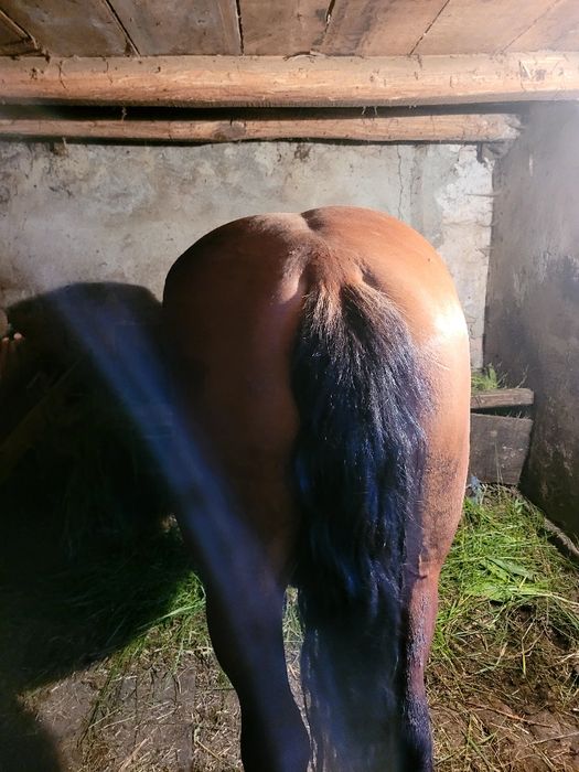 Vând mănânză de 3 ani