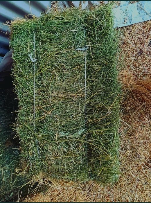 Продам сено Люцерна, Жонышка сатылады