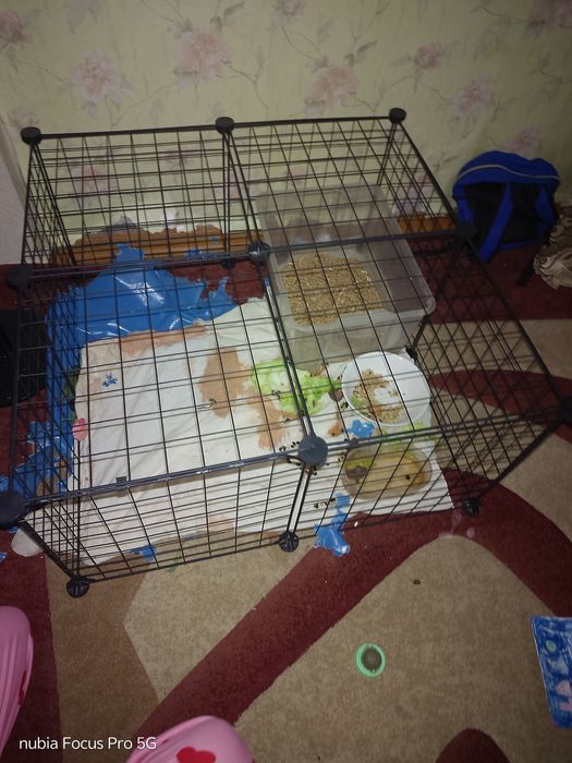 Продам кролика  вместе с клеткой