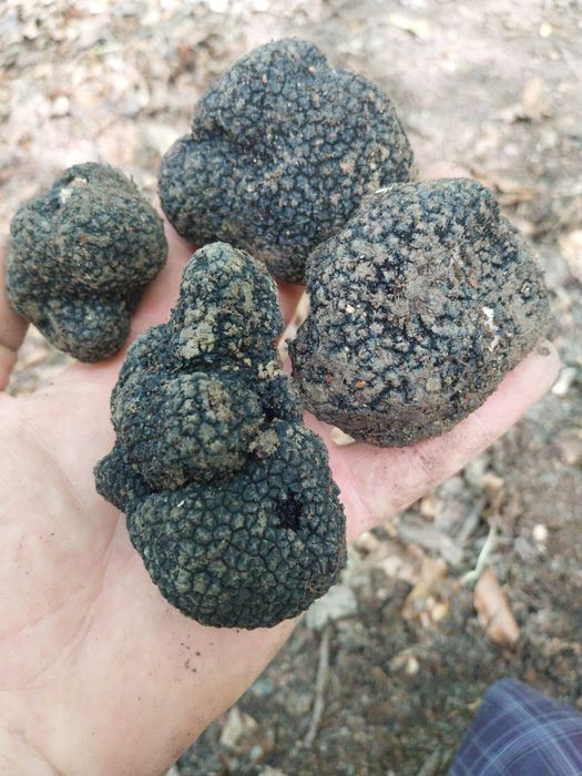 Vând trufe proaspete freș trimit și prin curier