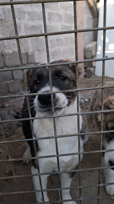 Щенки алабай  мальчики