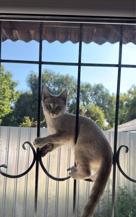 Отдам домашнего котенка