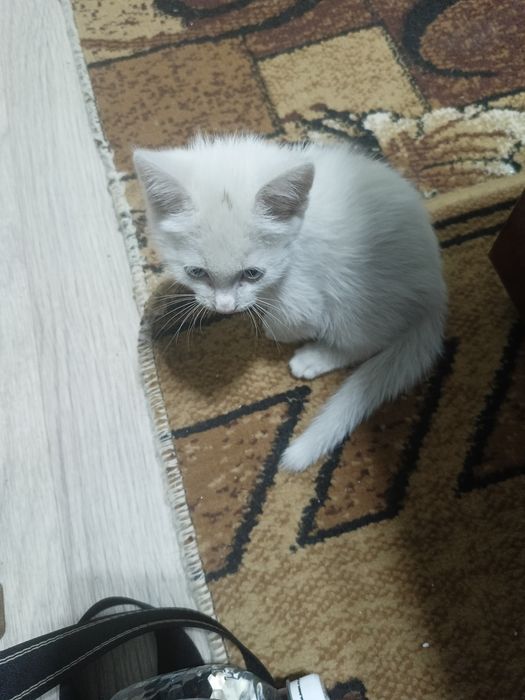 Отдам котенка девочку