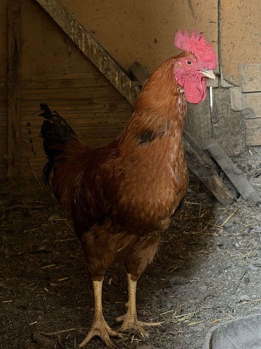 Продам Петухов Кучинский