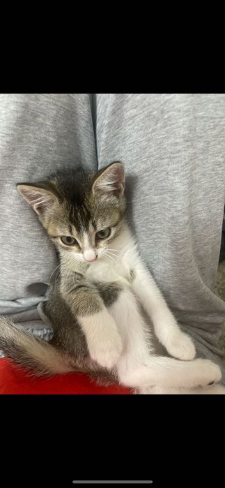 Котята в самые добрые руки