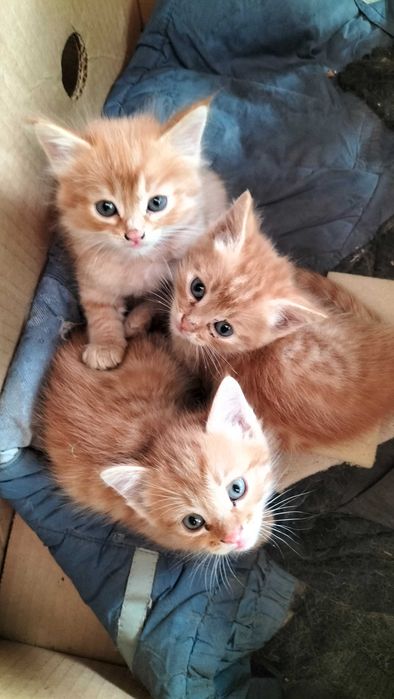 Котенок черный  бесплатно