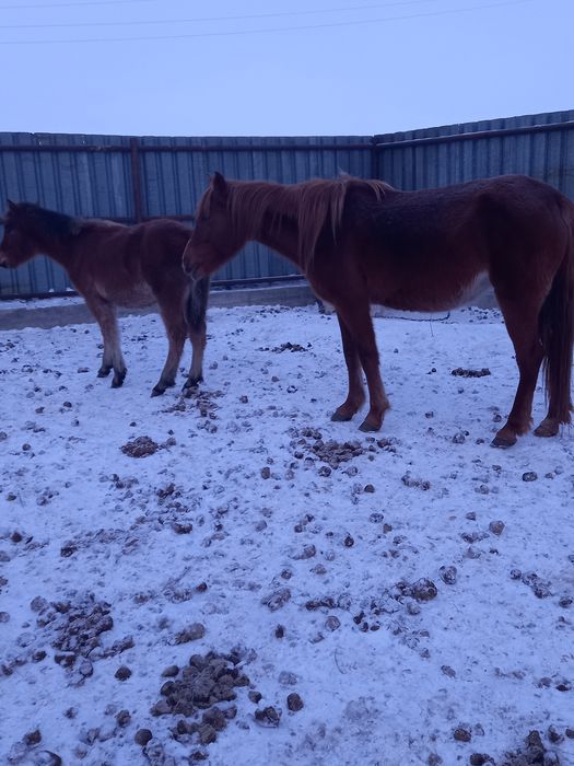 Продам кобылу с жеребёнком