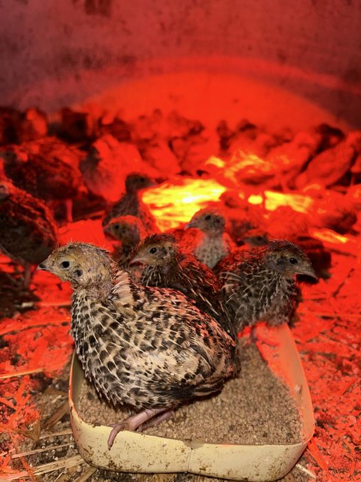 Pui de prepelita de vanzare