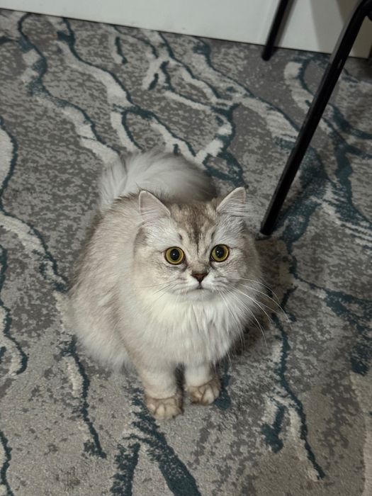 Кошка Британской Породы
