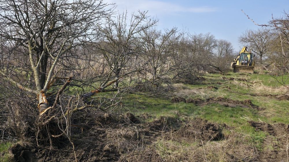 Lemn de prun pentru afumatoare sau de foc