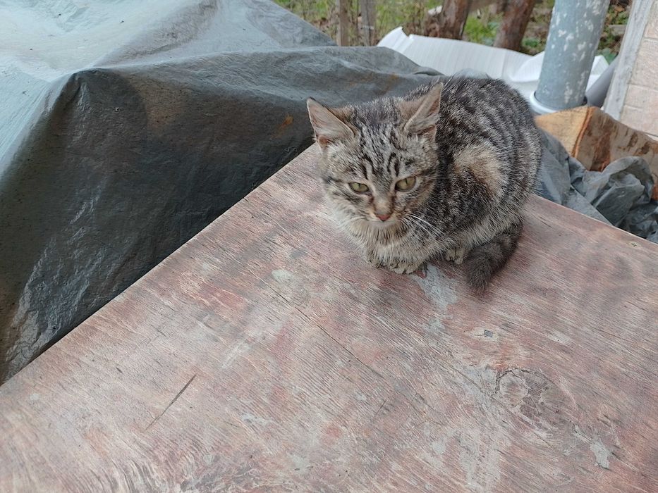 Подарявам котета