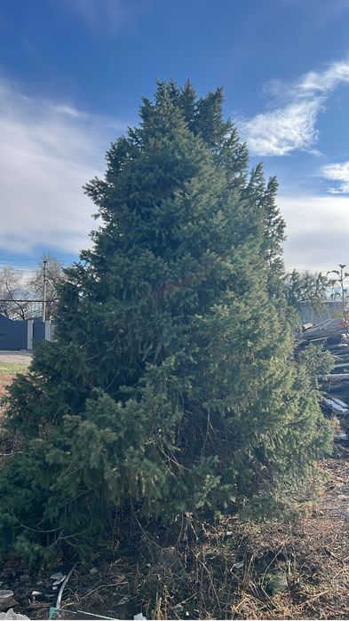 Продам ёлки находится в посёлке Ключи