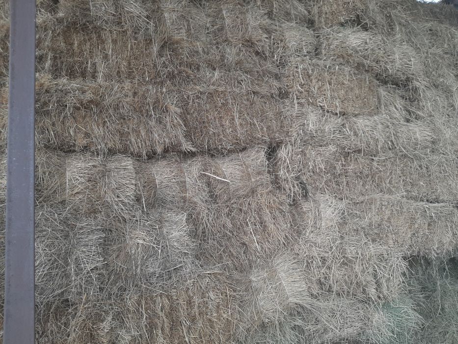 Сено, шоп тюковый