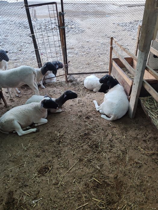 Дорпер куйлари сотилади
