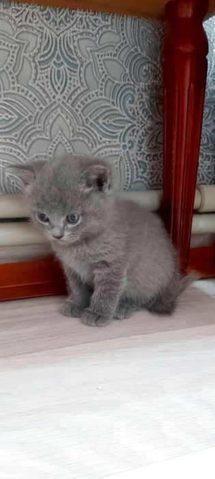 Британские Котята