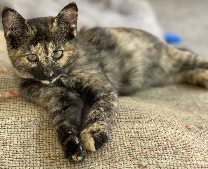 Отдам котенка (самка) бесплатно в добрые руки