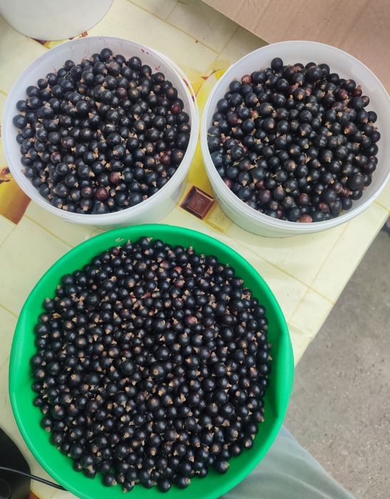 Продам чёрную смородину!