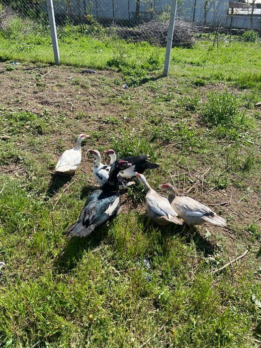 Vănd familie rațe leșești  5 rațe și 1 rățoi 70 rața 100rățoiu