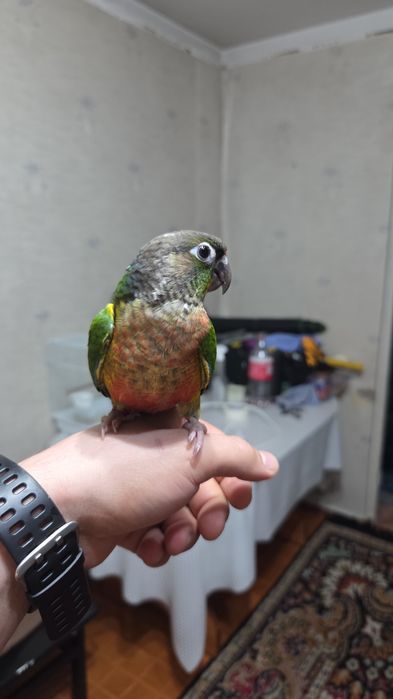 Продам ручные папугаи перура