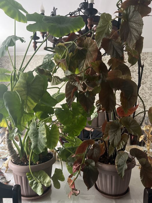 Продам домашние цветы