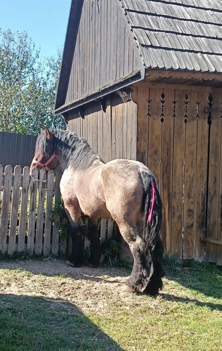 Vând mânz de 3 ani accept și unele schimburi