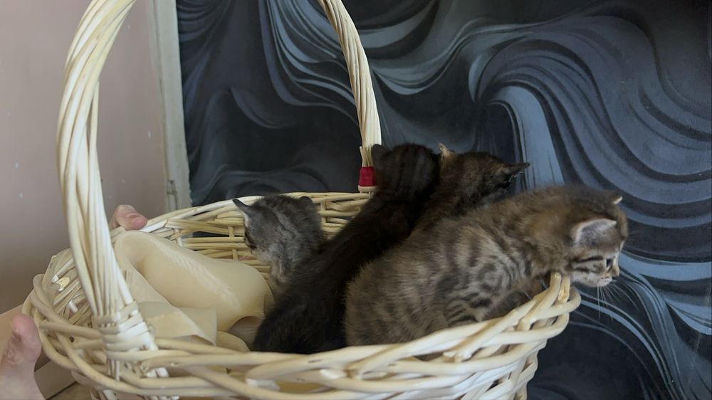 Отдам домашних котят