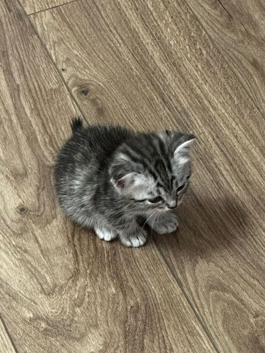 Отдадим котят в добрые руки