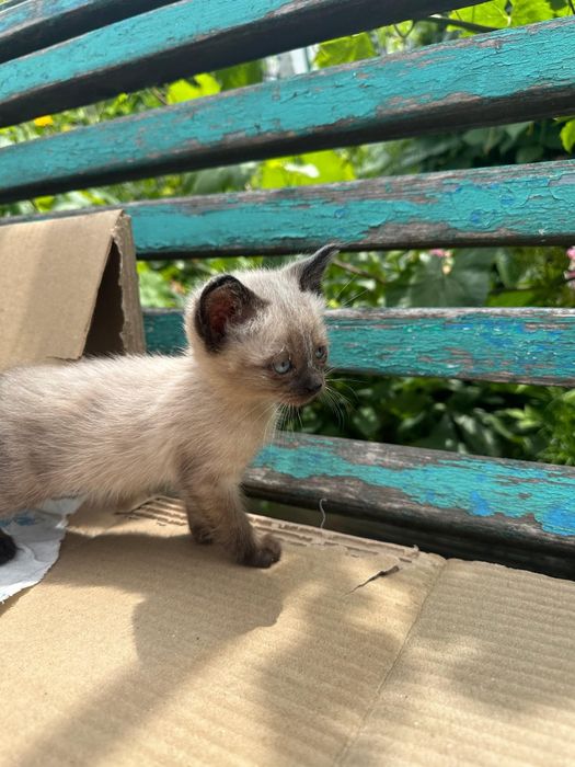 Отдам котенка в добрые руки.