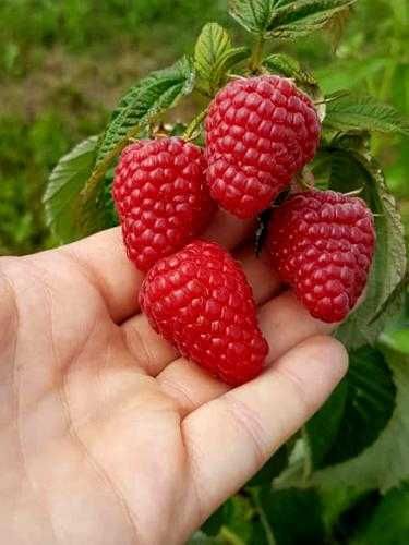 Vand Zmeura soiul Delniwa