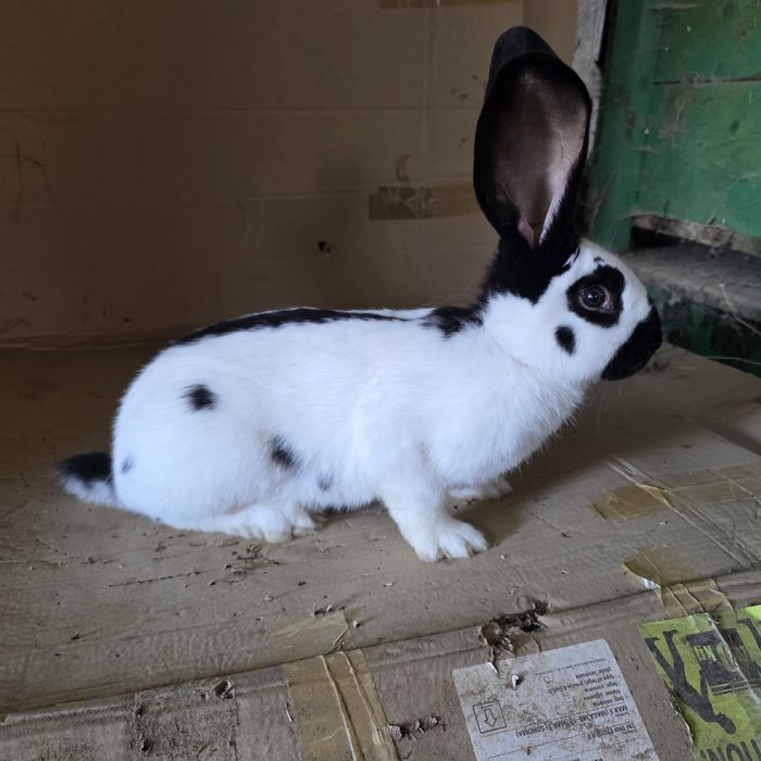 Vând iepuri fluture