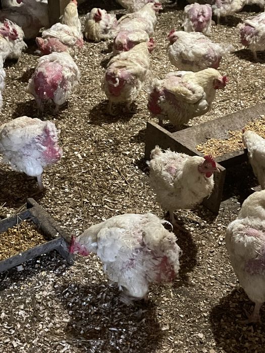 Gaini de carne de vanzare 35 lei buc