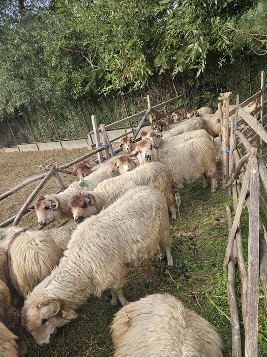 Vând 30 de oi botoașe