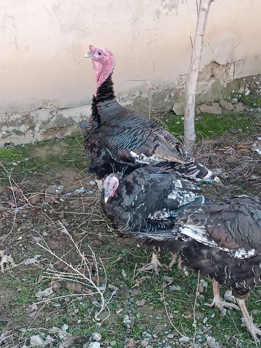 Индюктер сатылады 2 штук