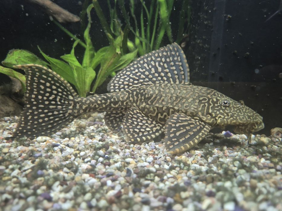 Vand pesti de acvariu, Endleri si Hypostomus Plecostomus cca 20cm